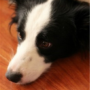 荒野乱斗破解版
